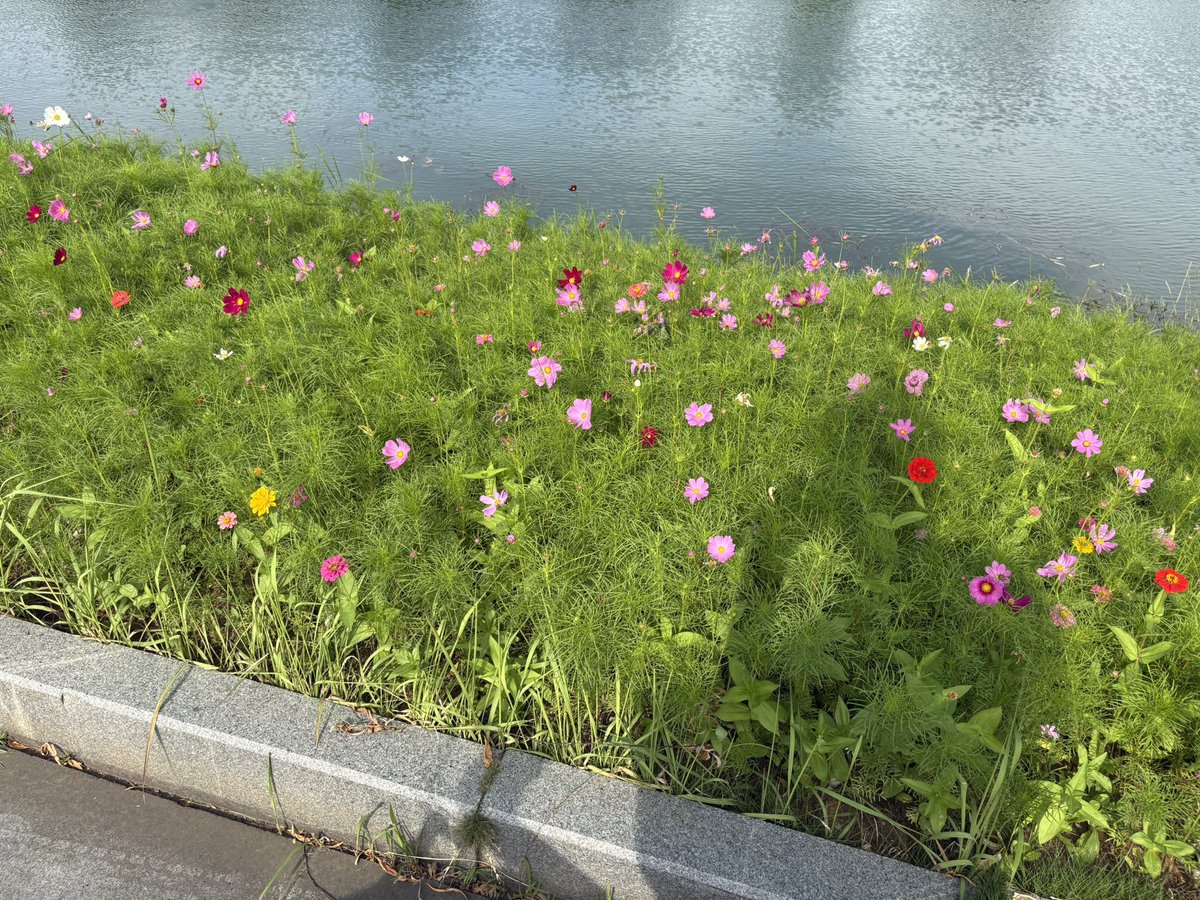PaperFogg2007's tweet photo. 春夏之交。鲜花，树木，阳光与湖面
#福格在四季
当下应该是在天气完全炎热前最后能在户外活动的时候了🥹 https://t.co/JDPZavfyLL