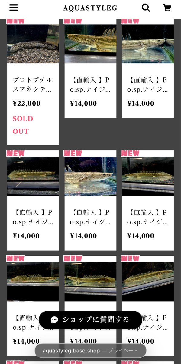 AQUASTYLEG's tweet photo. Po.sp.ナイジェリア20up
全在庫数個別アップ完了いたしました🫡
その数40匹以上‼️笑

今回のsp.ナイジェリアは
どれも面白い個体たちが揃ってると個人的には思っております(顔つきもよさげなのたくさん)

前回は柄がワンパターンでしたが
今回はバリエーション豊富♪
選びたい放題♪

なるべく早く皆様にお見せしたく
頑張りました🔥
早くしてとのお声も多数頂いてたのもあり、やったるでー！の火がつきました笑

商品ページ内下方に動画も掲載済です！
詳細はBASEショップまで🙇‍♀️

https://t.co/CHAcBpDwrM