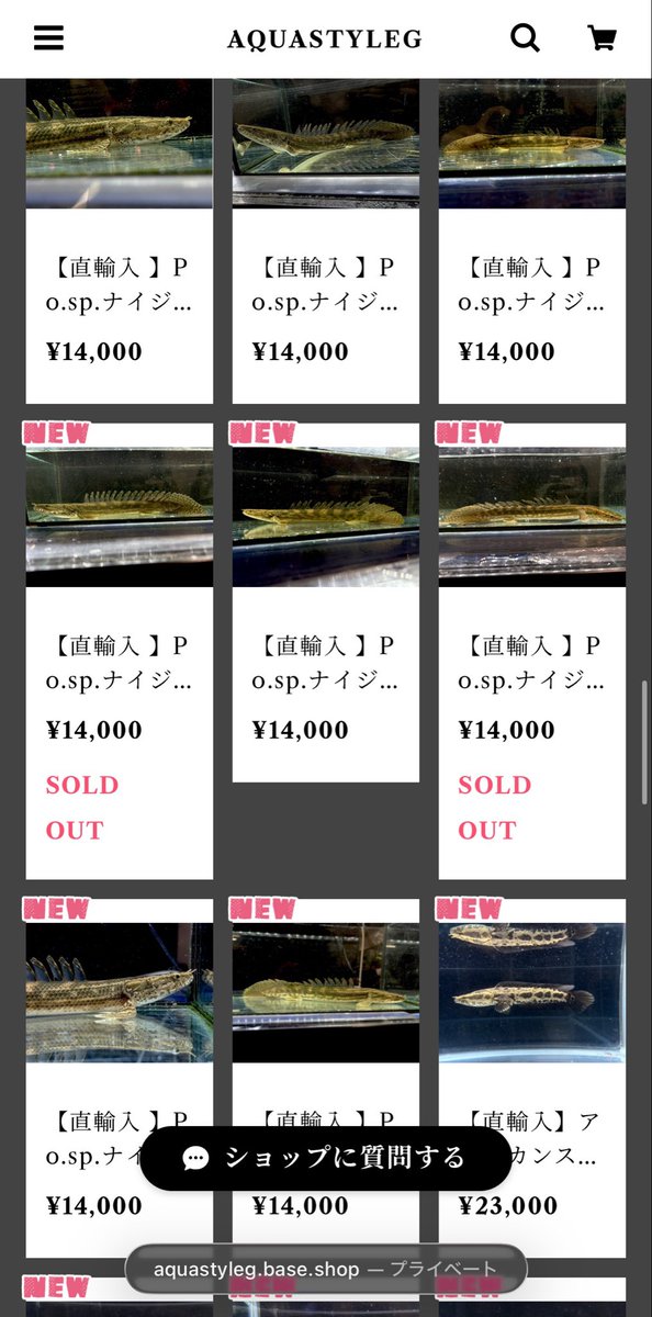 AQUASTYLEG's tweet photo. Po.sp.ナイジェリア20up
全在庫数個別アップ完了いたしました🫡
その数40匹以上‼️笑

今回のsp.ナイジェリアは
どれも面白い個体たちが揃ってると個人的には思っております(顔つきもよさげなのたくさん)

前回は柄がワンパターンでしたが
今回はバリエーション豊富♪
選びたい放題♪

なるべく早く皆様にお見せしたく
頑張りました🔥
早くしてとのお声も多数頂いてたのもあり、やったるでー！の火がつきました笑

商品ページ内下方に動画も掲載済です！
詳細はBASEショップまで🙇‍♀️

https://t.co/CHAcBpDwrM