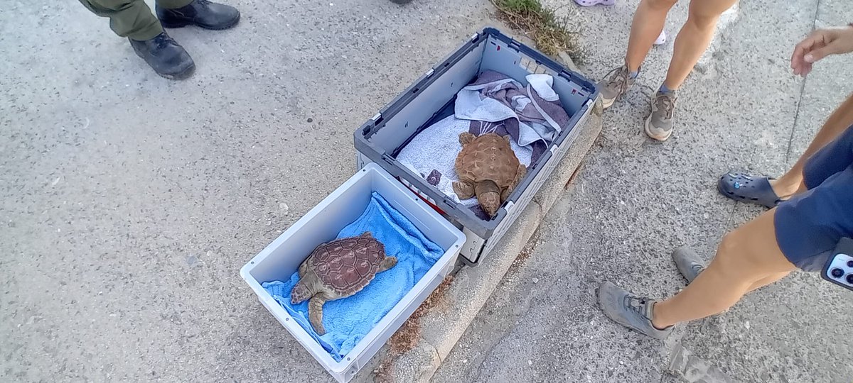 JuntaCG's tweet photo. 🐢🌊Dos ejemplares de tortuga boba han sido liberados este viernes en la playa de Getares, en Algeciras.

👉Se trata de 'Manuelita' y 'Bárbara', que tras recibir los cuidados oportunos en el CEGMA han podido regresar a casa.
@javierros745 
@OscarCurtidoN 
@MedioAmbAND https://t.co/hfZbVhhZDZ