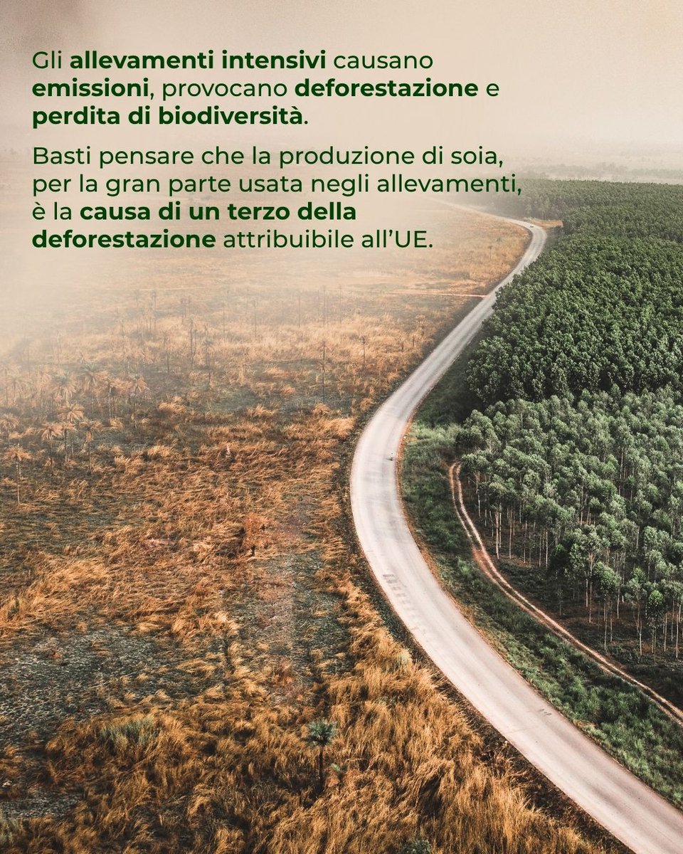 CIWF_IT's tweet photo. Oggi, #WorldEnvironmentDay, il mondo accende i riflettori sull'ambiente e su ciò che lo minaccia. Eppure uno dei principali fattori resta nell'ombra: l'allevamento intensivo. https://t.co/yyLyLe6lK2
