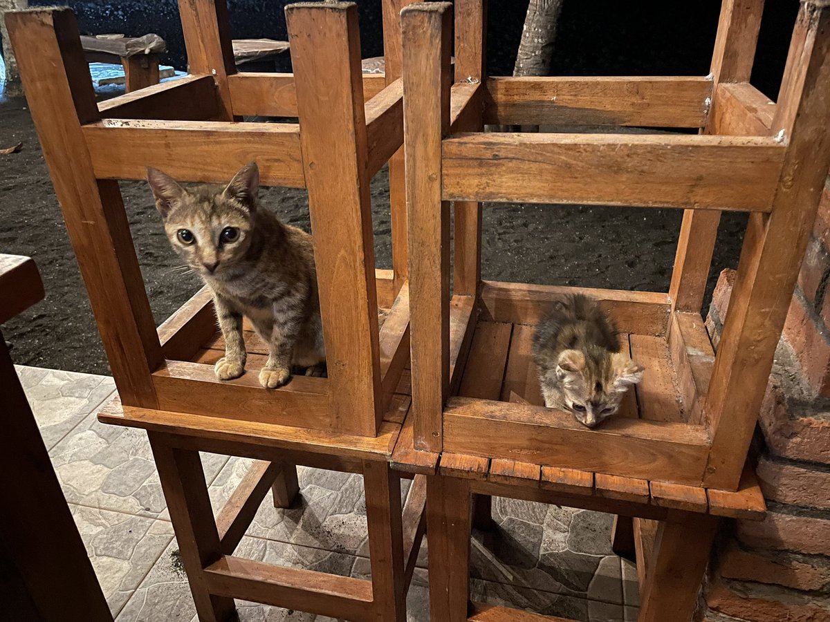 hisurf73's tweet photo. バリ島の今まで旅したエリアには放し飼いの犬や野良犬、猫、他の動物達が自由奔放に暮らしてます

このエリアに滞在して気づいたんですが犬を1匹も見かけませんでした

宗教上の理由だと思います

その代わり猫達が犬の様に沢山います https://t.co/TFhTvqPdnW