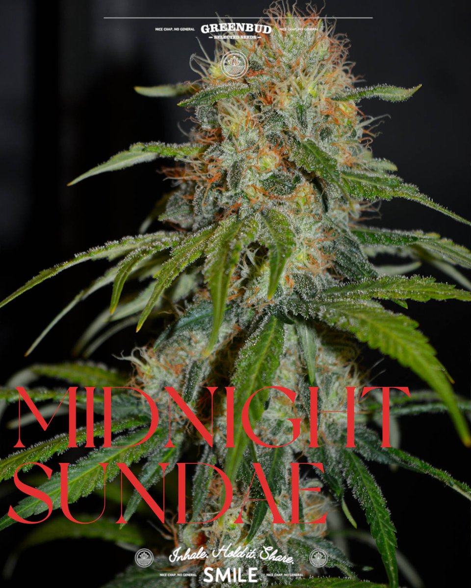 GreenbudSeeds's tweet photo. 🌙🌙🍨 New pics of MIDNIGHT SUNDAE.

A colourful phenotype with extra visual appeal and a rich dessert, fruit and creamy profile.

Some varieties take you for a ride. This one seems built for the journey. 🚀

Have a great weekend!

#GreenbudSeeds #CannabisCommunity #weedlovers https://t.co/2LGQrLTrRC