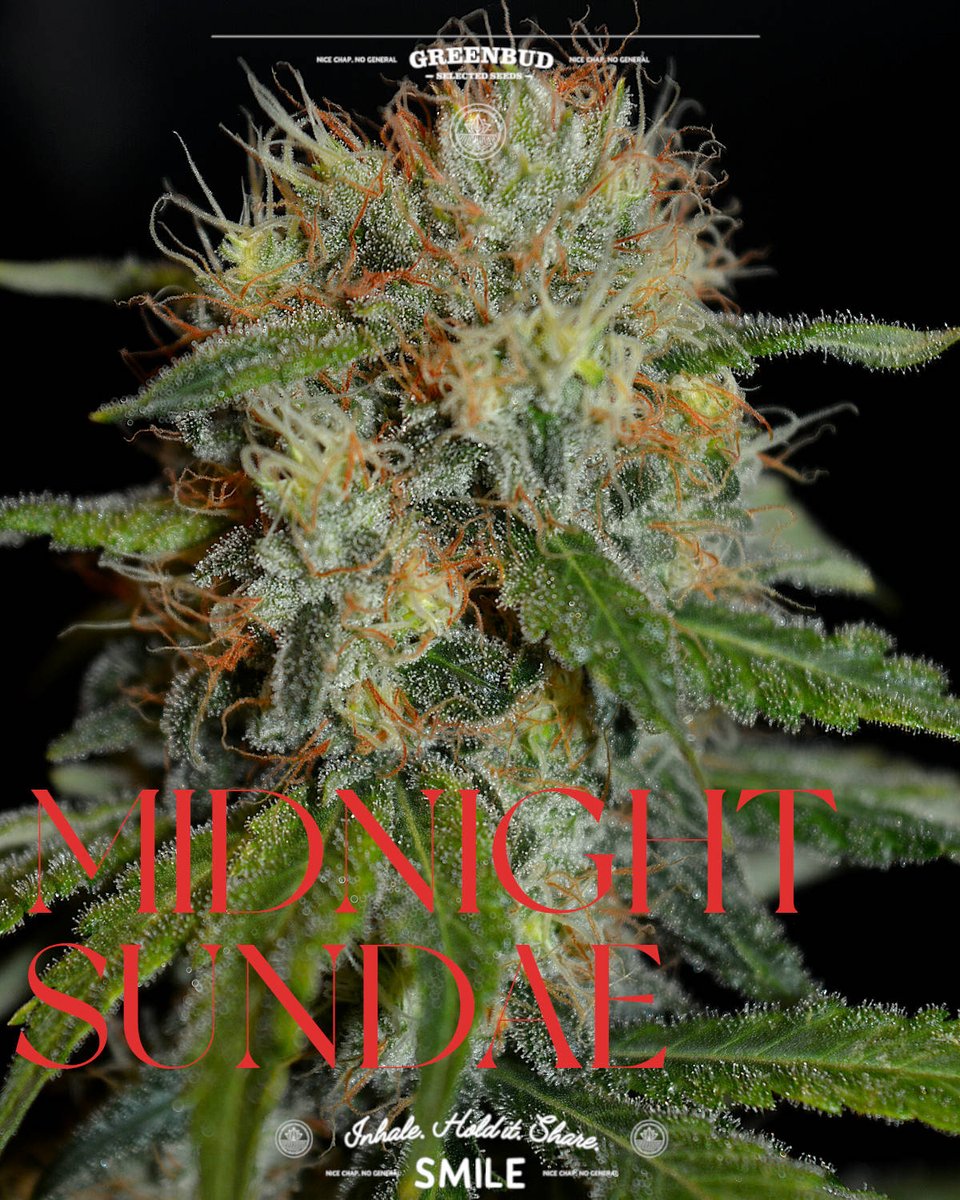 GreenbudSeeds's tweet photo. 🌙🌙🍨 New pics of MIDNIGHT SUNDAE.

A colourful phenotype with extra visual appeal and a rich dessert, fruit and creamy profile.

Some varieties take you for a ride. This one seems built for the journey. 🚀

Have a great weekend!

#GreenbudSeeds #CannabisCommunity #weedlovers https://t.co/2LGQrLTrRC