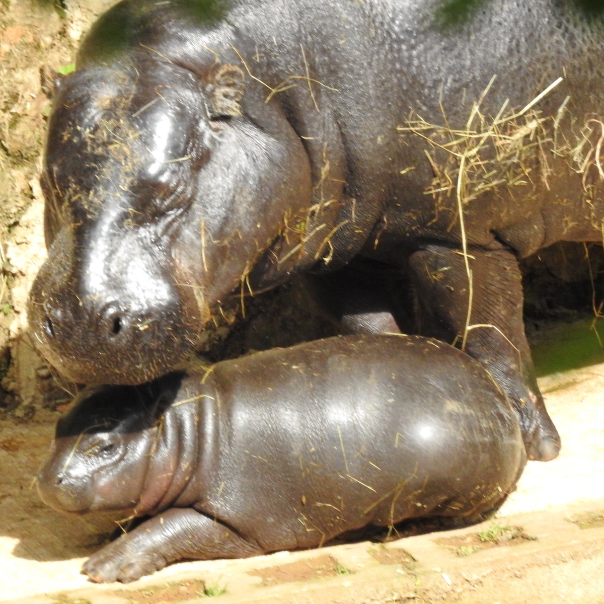 PCabarceno's tweet photo. 🦛 ¿Cómo que ya han pasado 3 meses? 😳
El pequeño hipopótamo pigmeo sigue creciendo y conquistando a todos los que tienen la suerte de verlo.
Su nacimiento fue una gran noticia para una especie amenazada 🌍
👉 Si todavía no lo conoces, te está esperando 
https://t.co/RCulp9iVOX https://t.co/ubMBs9kMIt