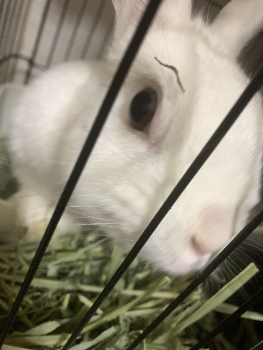 umessyu0425ume's tweet photo. 眉毛うさぎちゃん🐇 https://t.co/iRxGQti1X5