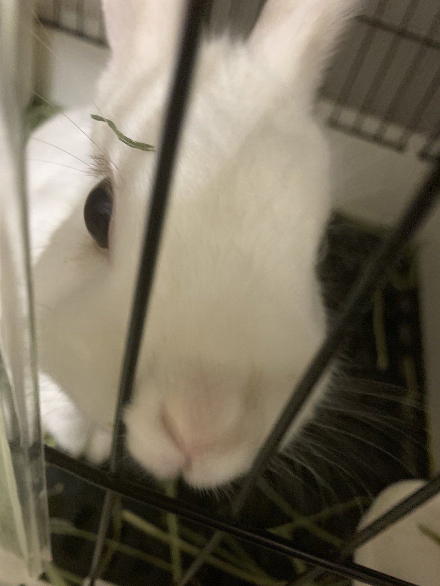 umessyu0425ume's tweet photo. 眉毛うさぎちゃん🐇 https://t.co/iRxGQti1X5