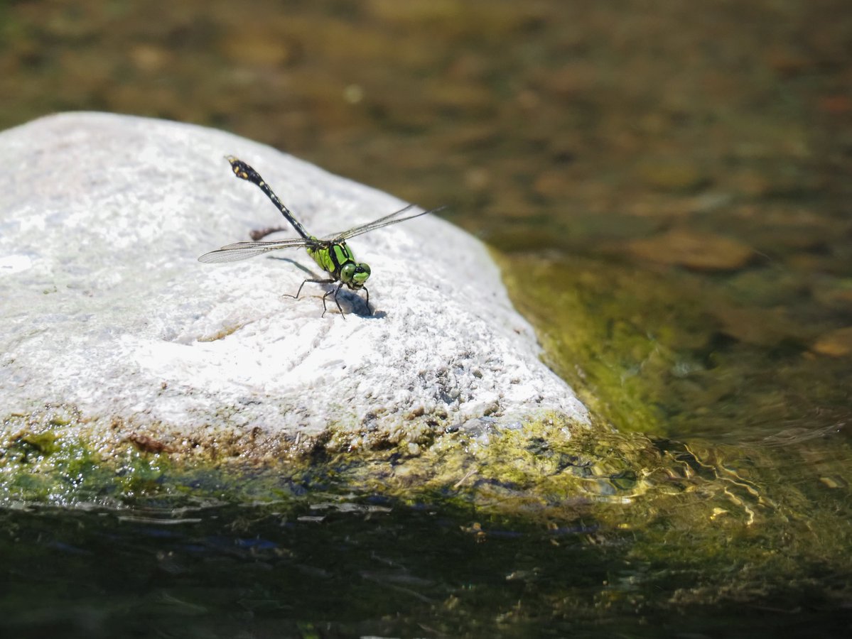 piyo_bug's tweet photo. 最近撮った美しきトンボたち。
この夏はトンボの飛翔撮影を極めたい！
#アオハダトンボ #コヤマトンボ #アオサナエ #ショウジョウトンボ https://t.co/PTcllMFD3B