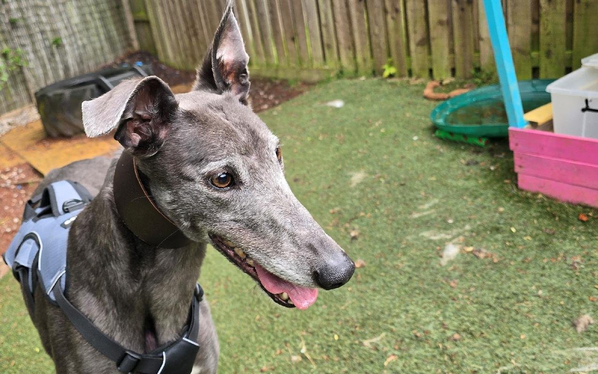 Penny2449's tweet photo. Wilma 5-8 yr old Greyhound, more info here
https://t.co/vJFKc1uKt0  @karen73984451 https://t.co/1NxEgOUX4o