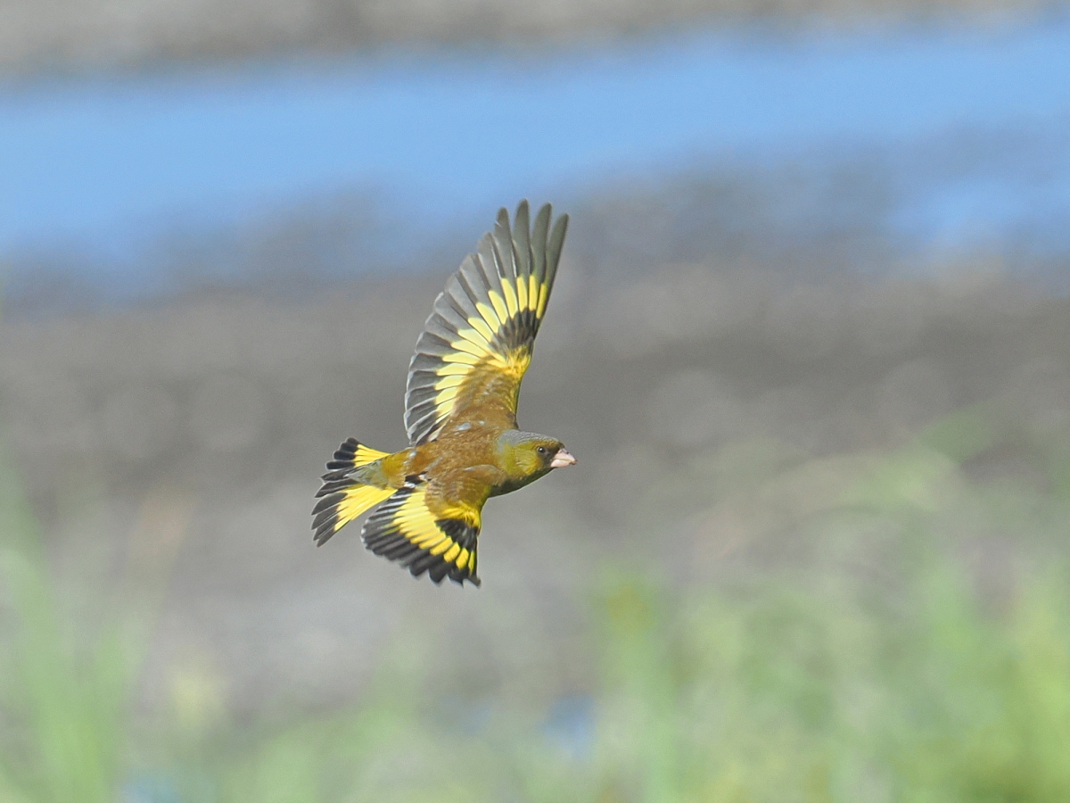 wb_wings's tweet photo. 河原鶸
#カワラヒワ
#OrientalGreenFinch
#小山市
2026/06/05 https://t.co/Cn76vOu9Qg