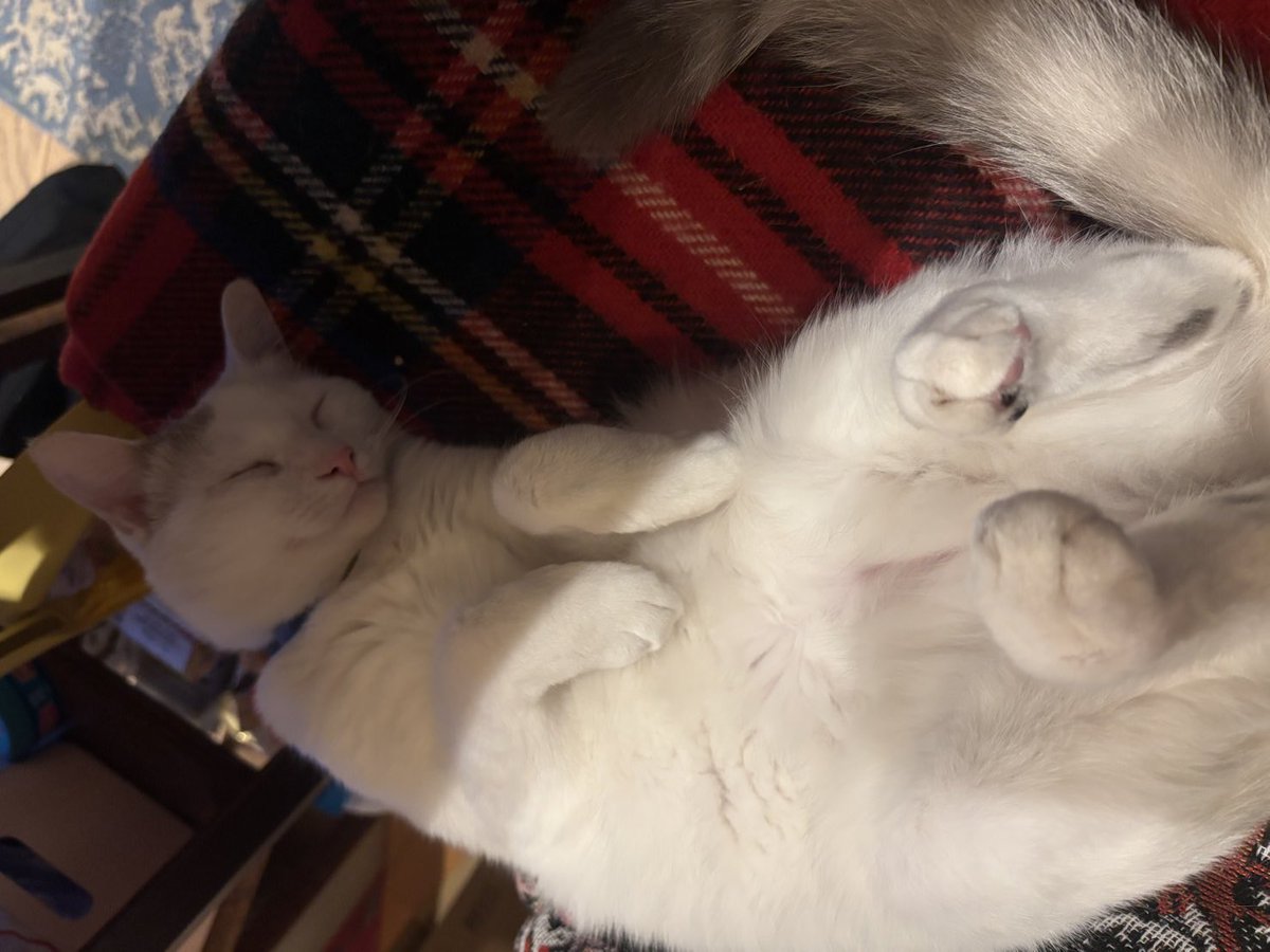 Teaclem's tweet photo. 😽 https://t.co/PzDawsCugO