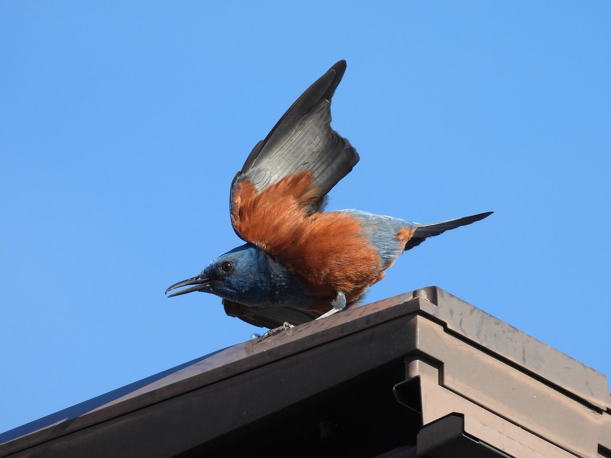 PeckersBirder's tweet photo. 最近うちの近くでイソヒヨドリが張り切ってさえずっています♪
美しい羽色と声を楽しませてもらってます😊 https://t.co/W9HImOMcOX