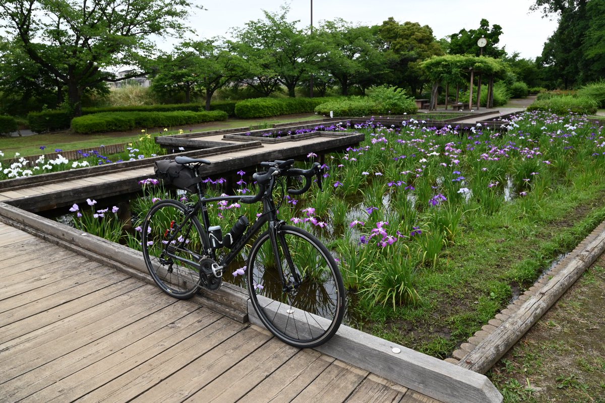 banetsu180's tweet photo. 本日夕方の山崎公園(せせらぎ菖蒲園) https://t.co/rv6puBOT6C