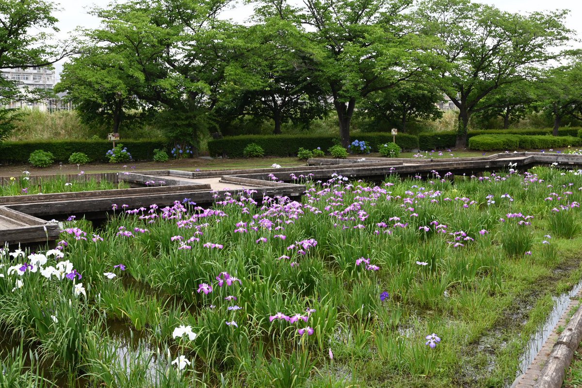 banetsu180's tweet photo. 本日夕方の山崎公園(せせらぎ菖蒲園) https://t.co/rv6puBOT6C