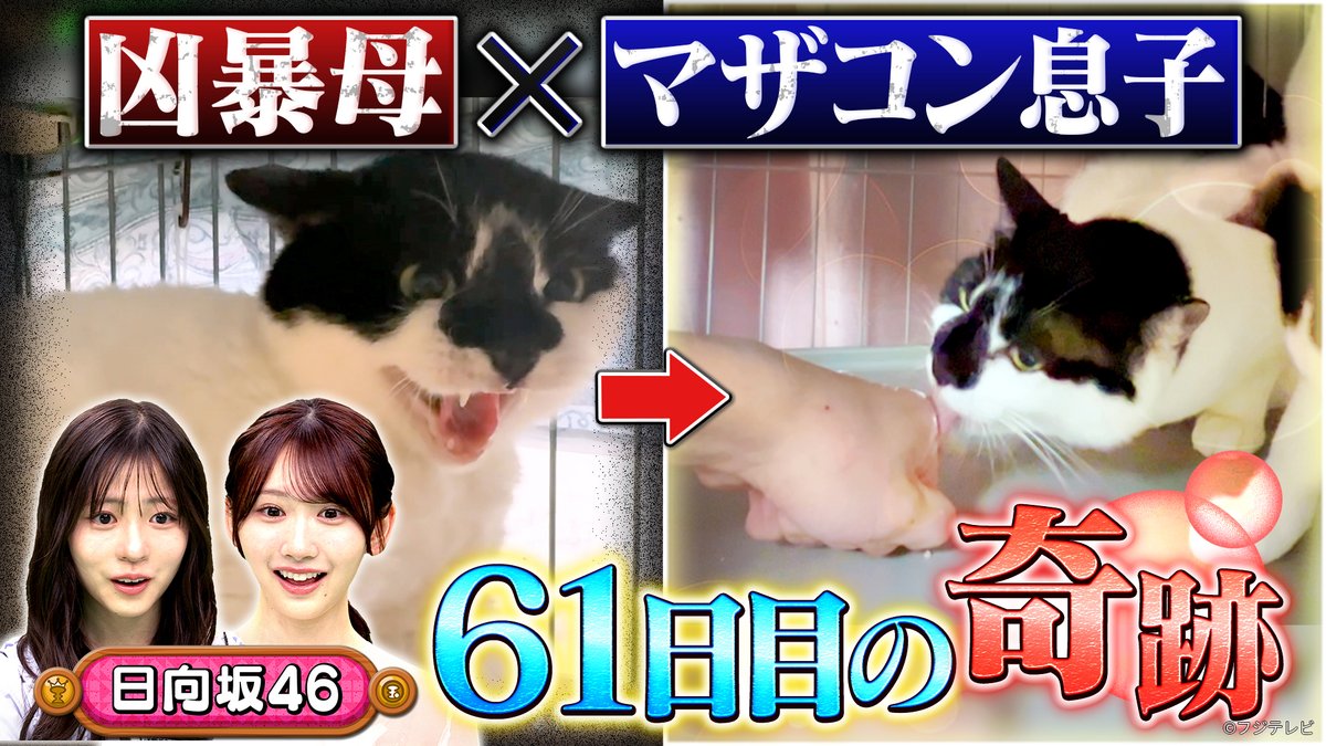 坂上どうぶつ王国』 2026/6/5放送 見逃し無料配信開始！🆓 🐈choy？の