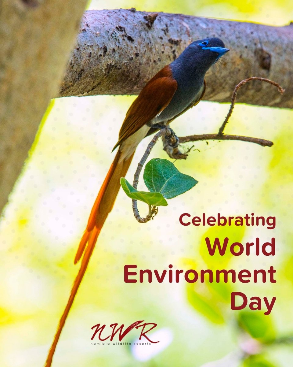 NWRNamibia's tweet photo. From vast deserts to thriving wildlife and untouched landscapes, every small action helps preserve our natural heritage for generations to come. For World Environment Day, let’s celebrate and protect the wild beauty that makes Namibia extraordinary. 🌍 https://t.co/Z2QwSWfXGg
