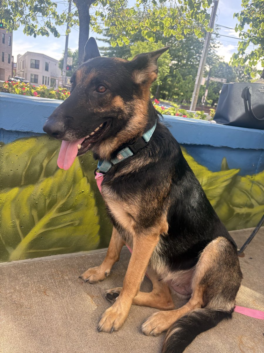 Jeff_Beckham's tweet photo. Hey @ThomBrennamanTV saw @jwilliamscincy piece online today… hoping you might know someone who can help us. Julie (you guys met at Mothers Day brunch) rescued this beauty last week. She’d been dumped in a field off Remington after having puppies. It took Julie two days to earn her trust and get her in the car, but she did and now the pup (probably 18-24 months according to the vet) is at a rescue - but only temporarily. We can’t take her with a new grandbaby and three dogs in the family. She’s got all her shots and we’re willing to cover the cost to spay her. She’s a sweet girl and will need some work because her former owners are obvious pieces of shit, but with the right family she’ll make an amazing family pet. Any help - suggestions are appreciated. I can DM my cell or it’s in the KCC directory if you have any way to help us. We really want to save this sweet girl to a great home.