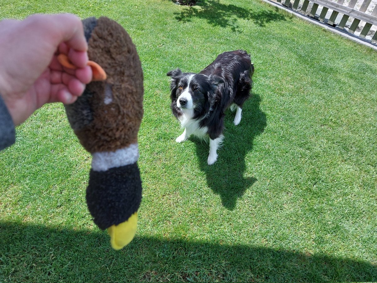 PrangerInfo's tweet photo. Hund bespaßen! https://t.co/QZsJ23DqLj