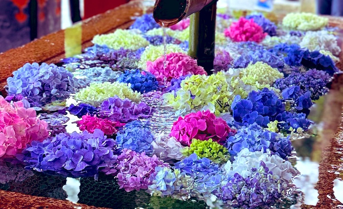 peko15mini's tweet photo. 江ノ電降りたあとは鶴岡八幡宮へ⛩️
紫陽花の花手水どうかなぁと思いましたが、ありました🌺色とりどりの紫陽花、きれいだったよ✨✨✨
イリエ、太宰府の見事な花手水思い出してまた行きたいなぁって⛩️🌺
#鶴岡八幡宮
#紫陽花花手水
#iPhone16ProMax https://t.co/3NgcxaBmk1