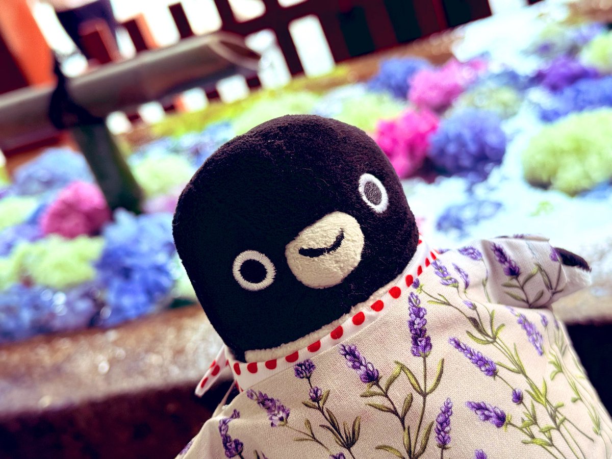 peko15mini's tweet photo. 江ノ電降りたあとは鶴岡八幡宮へ⛩️
紫陽花の花手水どうかなぁと思いましたが、ありました🌺色とりどりの紫陽花、きれいだったよ✨✨✨
イリエ、太宰府の見事な花手水思い出してまた行きたいなぁって⛩️🌺
#鶴岡八幡宮
#紫陽花花手水
#iPhone16ProMax https://t.co/3NgcxaBmk1