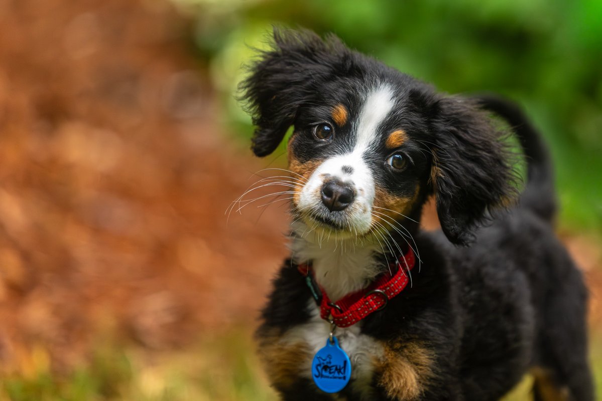 fredstrobel1's tweet photo. Some more of Archie and Matilda .
They are being fostered in Atlanta through @speakstlouis . #adoptdontshop #rescue #rescuedogs #dogsofatlanta #dogsofatl #atlanta #atl #speakstlouis #artisthelpinganimals #seenequalssave #heartsspeak #dogs #eosr5MkII https://t.co/dw0jP67ITf