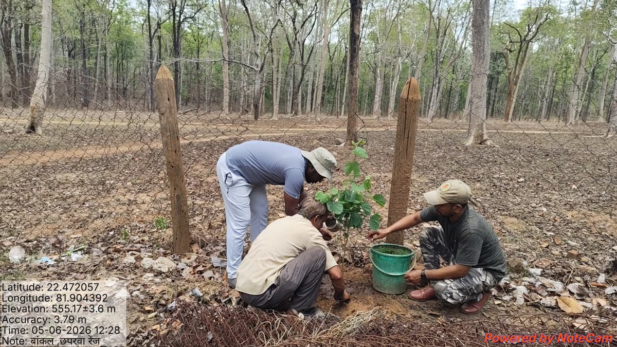 Achanakmar_TR's tweet photo. #WorldEnvironmentDay2026 #EkPedMaaKeNaam #MissionLiFE #AchanakmarTigerReserve #PlantForPlanet #NatureFirst https://t.co/Df7n5M3QEy