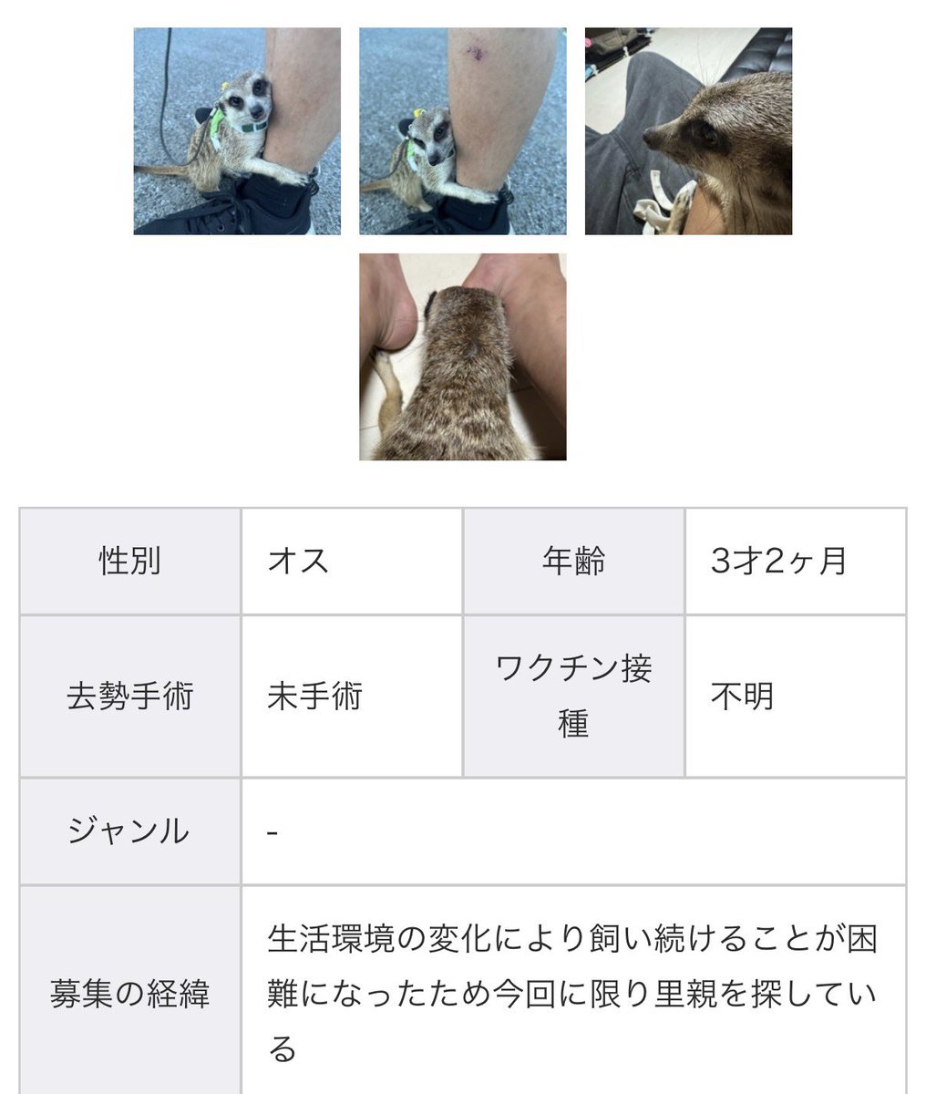 saremakurio's tweet photo. 「ミーアキャットっていくらくらいなのかな？」と突然思って調べてみたら、ジモティが出て来て見たんだけどさ。

何年も一緒に過ごして写真みたいに足にぎゅっとしがみついてくるような子をよく手放せるよなと。

「生活環境の変化により」って書いてあるけど、そんなことある？

環境が変わるならまず「この子と一緒に生活できる環境」を第一に探すべきじゃないの？

当然どうにもならない事情があるんだろうけど��なーんかイヤな気分になるね。