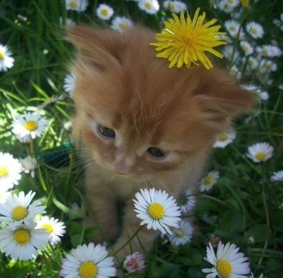PostofcatsX's tweet photo. Cute little guy https://t.co/L8CZ1PcPg0
