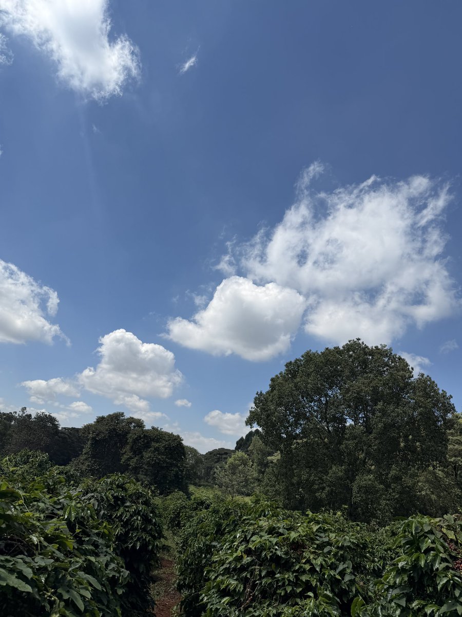 FelicityGitonga's tweet photo. Commemorating Worlds Environment Day at Kamwaki estate! @NCBABankKenya ‘s  commitment to sustainability ? 
It continues 2grow1.4 million+ trees grown, KES 9.5 billion mobilized in Green &amp; Sustainable Financing and 1.2 million+ livelihoods positively impacted. #NCBAChangeTheStory https://t.co/kwH9fCL2eI