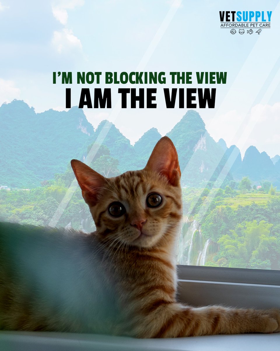 vetsupplyau's tweet photo. Excuse me, human. I’m not blocking the view… I am the view. 👑🐱

The mountains are nice, but have you seen this face? 😻

#vetsupply #vetsupplyau #catsofinstagram #catlife #orangecat #gingercat #kitty #catlover #catstagram #meow #petsofinstagram #petlife #petlovers #cutecats https://t.co/Ueayk9WeHn