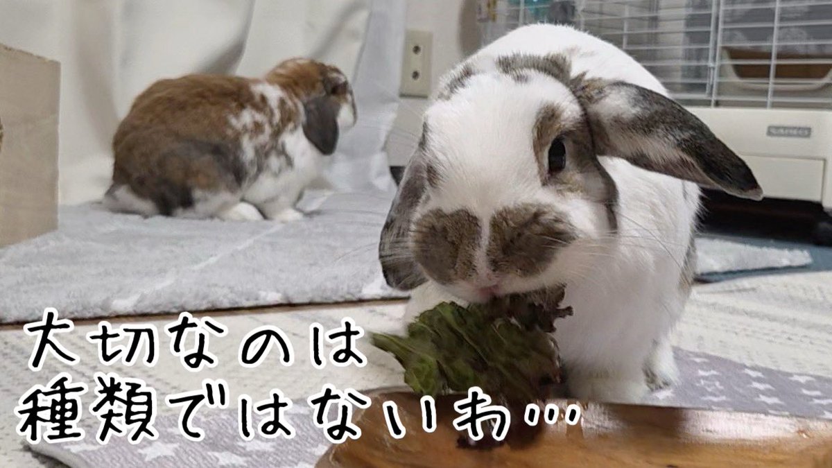 maninyann's tweet photo. フリル、サニー、グリーン…訳が分からないわ！！#1511 https://t.co/4Z25wwD4Yv @YouTubeより

動画を更新しました。
概要欄にそれぞれをまとめたら、頭がスッキリしました！ https://t.co/nvpZBHuNDs