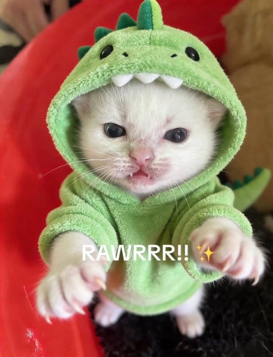 Daily Cat Posts tweet media