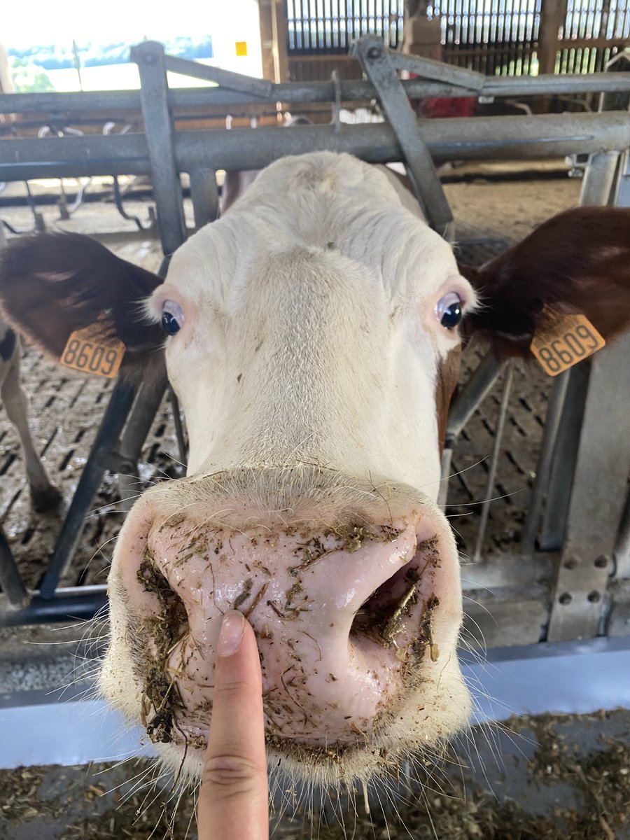blanche_dpt's tweet photo. @ju_agri Et moi Sonneuse 🚜 https://t.co/eDgexPH7Ml