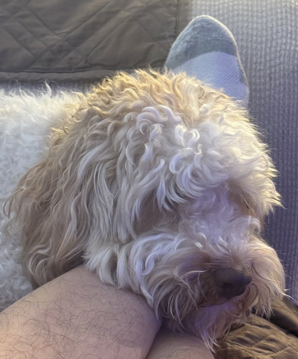 DaveAndCatboi's tweet photo. Working from home https://t.co/HY3BEFIrdF