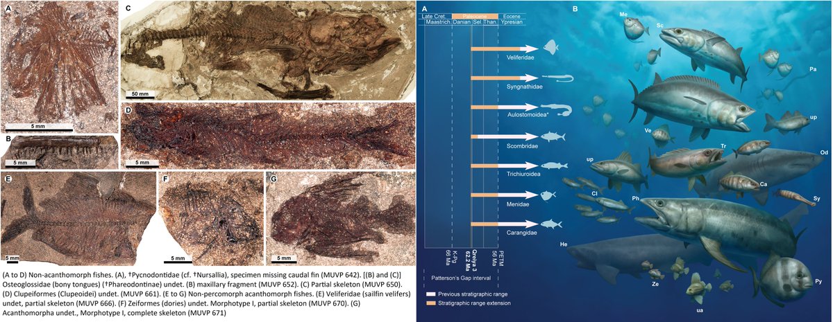 JamaleIjouiher's tweet photo. While not the part of #egyptian #palaeontology I specalise in, an incredible haul of #fish #fossils from the #Paleocene show that "modern" marine assemblages evolved just 4 million years after the K-Pg extinction.

https://t.co/b11zwNIo1s https://t.co/F3WXXtrzBx