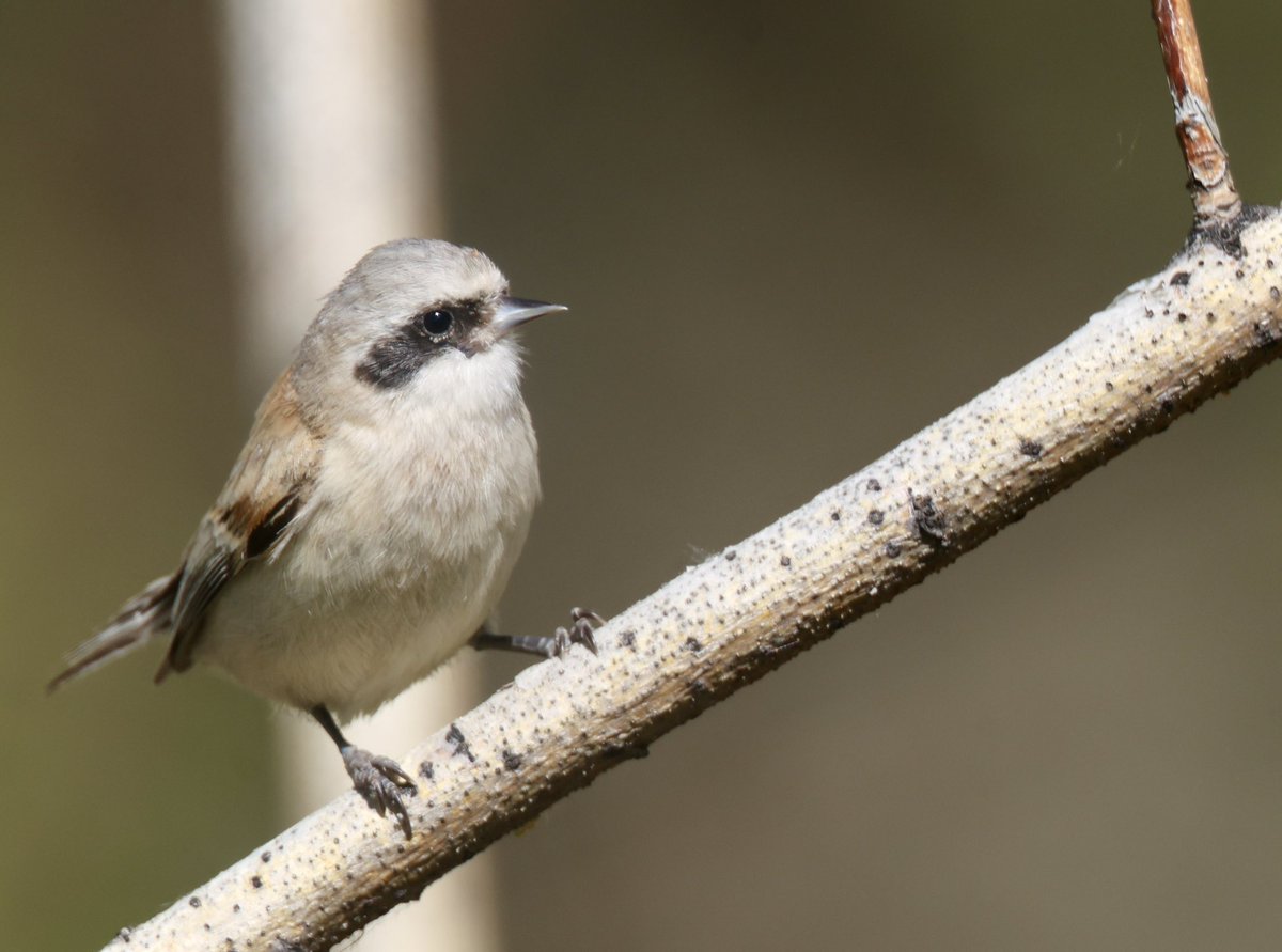 BirdPhotoTours's tweet photo. The light is so good during the summer here on the Mongolian Steppe that using a 2x converter on the Canon RF 600mm f/4 fixed lens regularly produces satisfactory results with today’s willing subject being this White-crowned Penduline Tit [https://t.co/KVOgF5tMjY]. https://t.co/aQ8OemCHQJ
