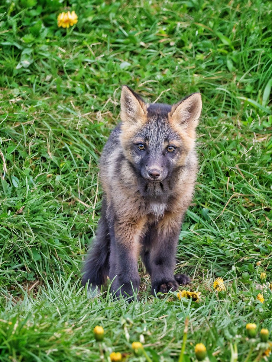 GrayMarker99's tweet photo. Happy Fox 🦊 Friday https://t.co/dgk9wS4dAc