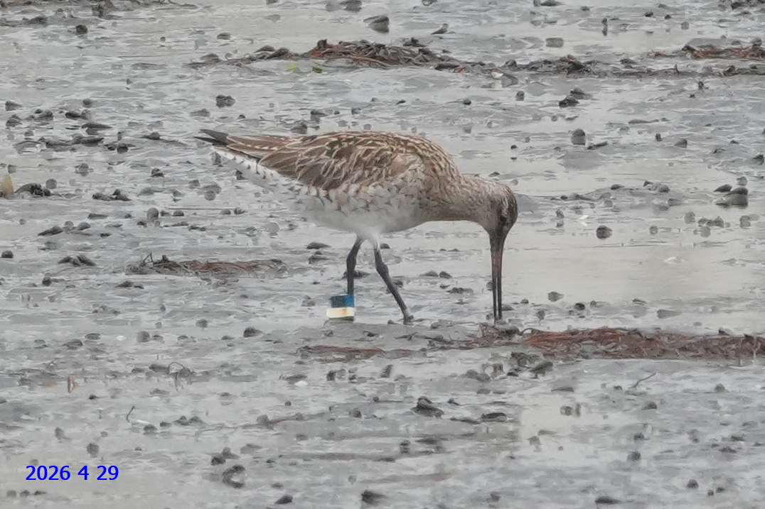 torisaicho's tweet photo. 春の渡り2026　宮城県 鳥の海🚩
オオソリハシシギ　M9　
2026/4/19 三番瀬で初認
2026/5/16 三番瀬で終認
滞在中、谷津干潟も何度も行き来してました。

2020/5/2　成鳥で放鳥
2021年春から毎年観察出来ています🥰

#今日のフラッグさん
#shigi_chi
#標識調査 https://t.co/dFPkrMuJqb