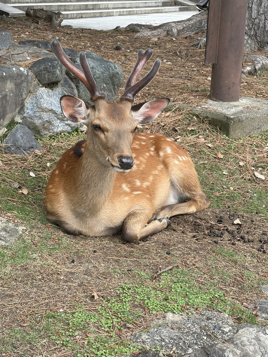 tompopcha's tweet photo. 鹿さん達🦌
可愛いかったな♡
おりこうさんだったな♡ https://t.co/eUkLWiXNaM