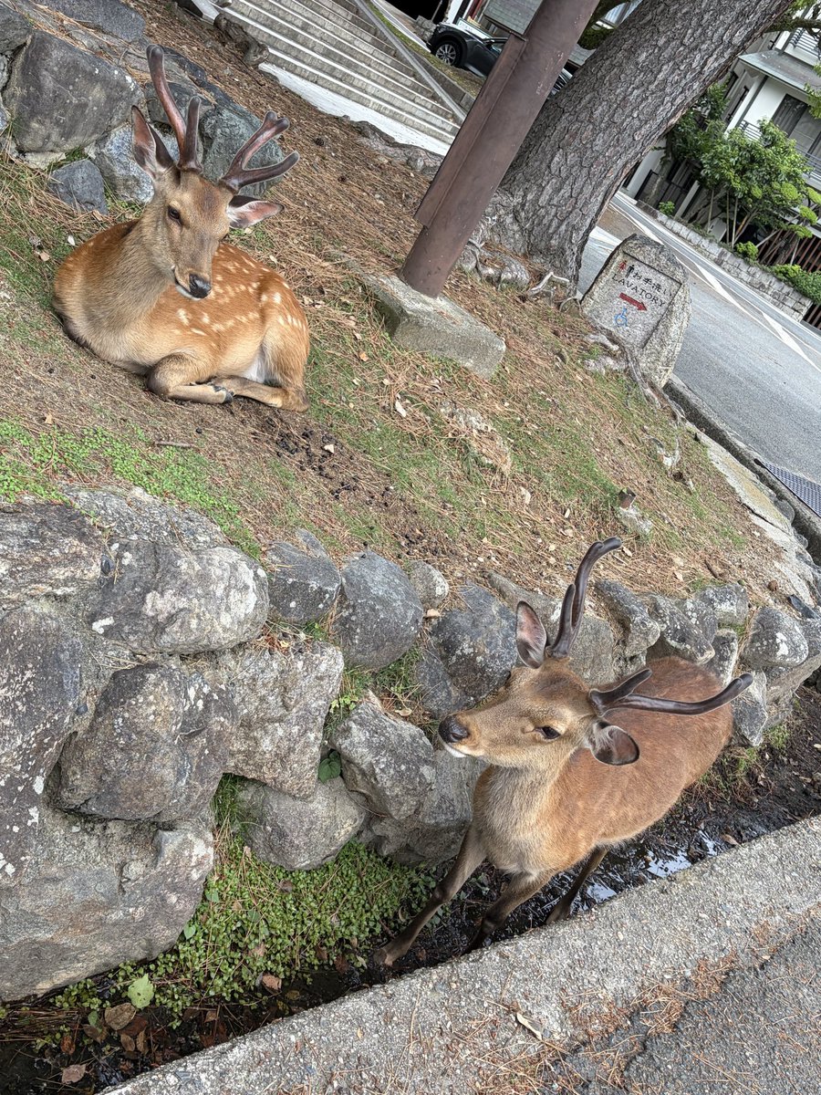 tompopcha's tweet photo. 鹿さん達🦌
可愛いかったな♡
おりこうさんだったな♡ https://t.co/eUkLWiXNaM