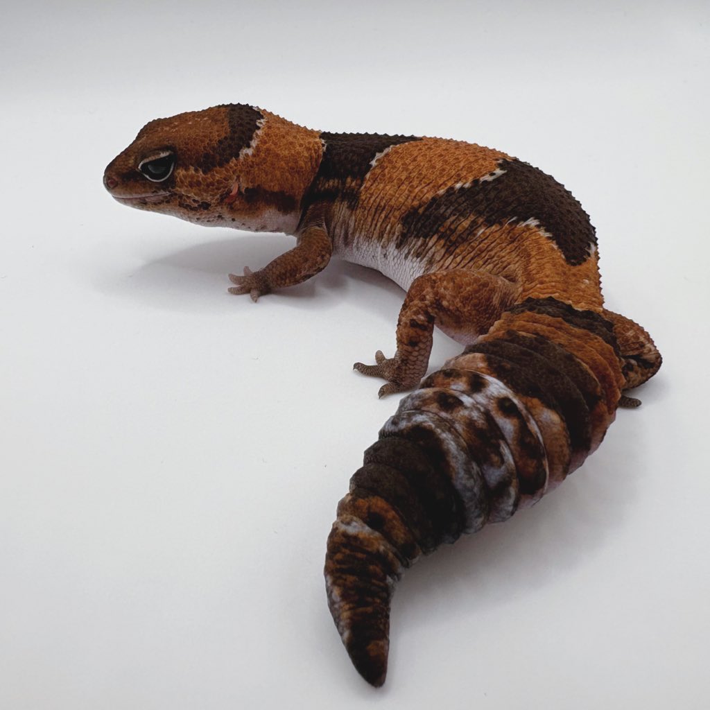 KATO_Nishiafu's tweet photo. 【ニシアフモルフ解説 #01】
まずは基本の“ノーマル”から🦎

ニシアフリカトカゲモドキ、通称ニシアフ。

一見すると、ブラウンを基調とした体色に、白やオレンジっぽさを含んだ模様が入る、比較的シンプルな見た目の生き物に見えるかもしれません。

ただ実際には、ニシアフにも多くのモルフが流通しています。

Normal
Stripe
Amel
Caramel
Oreo
Patternless
Zulu
Ghost
Whiteout
Stinger
Zero

など、単一遺伝として扱われるものから、ラインブリード、選別表現、複数のモルフを組み合わせたコンボまで、かなり奥深い世界があります。

ただしニシアフのモルフは、レオパやボールパイソンほど整理されきっているわけではありません。

単一遺伝のモルフ。
ラインとして作られている表現。
選別によって磨かれてきた表現。
見た目の特徴に対して付けられた呼び名。

それぞれが混ざりながら、今のニシアフのモルフ文化が作られているのが現状です。

今回から、そんなニシアフのモルフを1つずつおさらいしていきたいと思います。

初回は、すべての基本となる
“ノーマル”についてです。

ノーマルは、ニシアフの中で最もベーシックな表現です。

いわゆるワイルドタイプ、クラシックとも呼ばれるような、ニシアフ本来の基準になる表現。

ベージュ〜ブラウン系の地色に、濃いブラウンのバンドが入る表現が基本です。

ただ、ここで大切なのは、
「ノーマル＝全部同じ」
ではないということ。

ノーマルの中にも、かなり幅があります。

明るいベージュ寄りの個体。
ブラウンが濃く、ワイルド感の強い個体。
オレンジが強く発色する個体。
バンドの黒みが強い個体。
全体的に淡く白っぽく見える個体。
しっぽに大理石のような複雑な色味が出る個体。
バンドが少し抜けたり、崩れたりする個体。

同じ“ノーマル”という名前で流通していても、実際に見比べるとかなり表現の幅があります。

そしてノーマルを見る時に、まず大きく分けて見ておきたいのが、

バンドタイプ
ストライプタイプ

この2つです。

バンドタイプは、いわゆる一般的なニシアフらしい横帯模様の個体。

背中から体側にかけてブラウンのバンドが入り、クラシックなニシアフらしさがあります。

一方でストライプタイプは、背中に一本のラインが通る表現です。

頭部付近から首、背中、場合によっては尻尾の先の方までラインが続く個体もいます。

ストライプがしっかり尻尾まで入る個体は、かなり綺麗です。

背中のラインが太く残る個体もいますし、ライン上にオレンジっぽい色が乗る個体もいます。

そういう個体は、ノーマルの中でもかなり目を引く存在になります。

個人的にノーマルを見る時は、

地色の明るさ
バンドの太さ
黒の強さ
背中の白線の入り方
ストライプの入り方
オレンジの発色
全体のコントラスト
柄の抜け感
柄の崩れ方
しっぽの色味
顔つきのワイルド感

このあたりをよく見ています。

ノーマルは、派手なモルフに比べると見過ごされやすいかもしれません。

でも、基本だからこそ差が見えやすい表現でもあります。

ブリードを考える上でも、ノーマルの選別はかなり重要だと思っています。

「この子は本当にただのノーマルなのか？」
「この明るさはどこから来ているのか？」
「このバンドの抜け方は再現できるのか？」
「このストライプの太さや色乗りは次世代にどう出るのか？」

そういう視点で見ていくと、ノーマルは一気に面白くなります。

ノーマルは価格帯としては比較的お迎えしやすいことが多いです。

でも、だからといって価値が低いわけではありません。

むしろ、ノーマルの中にある
“一癖ある表現”
“普通の枠を少し超えているように見える表現”
“次世代に残したくなる個性”
に注目すると、かなり奥深い世界があります。

ニシアフのノーマルは、まさに基本。

でも、その基本の中にこそ、かなり深い世界があります。

派手なモルフを見る前に、まずはノーマルを見る。

ノーマルの違いが見えてくると、他のモルフを見る目もかなり変わってくると思います。

今回のモルフ解説シリーズ初回は、
“ノーマル”についてのお話でした🦎✨

#ニシアフ
#ニシアフリカトカゲモドキ