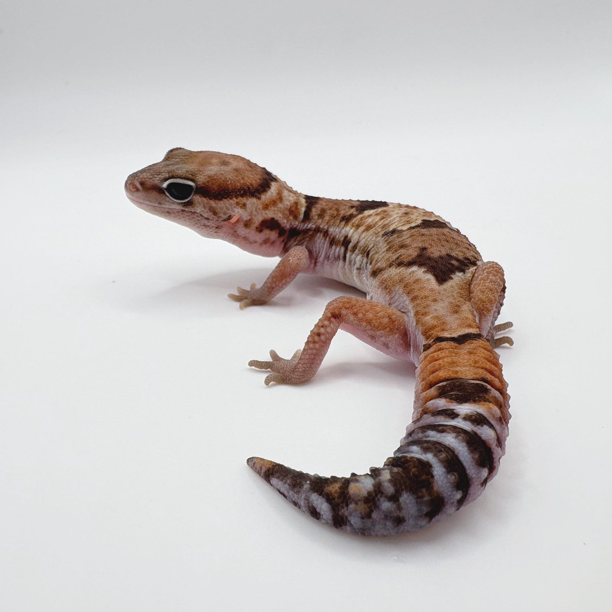 KATO_Nishiafu's tweet photo. 【ニシアフモルフ解説 #01】
まずは基本の“ノーマル”から🦎

ニシアフリカトカゲモドキ、通称ニシアフ。

一見すると、ブラウンを基調とした体色に、白やオレンジっぽさを含んだ模様が入る、比較的シンプルな見た目の生き物に見えるかもしれません。

ただ実際には、ニシアフにも多くのモルフが流通しています。

Normal
Stripe
Amel
Caramel
Oreo
Patternless
Zulu
Ghost
Whiteout
Stinger
Zero

など、単一遺伝として扱われるものから、ラインブリード、選別表現、複数のモルフを組み合わせたコンボまで、かなり奥深い世界があります。

ただしニシアフのモルフは、レオパやボールパイソンほど整理されきっているわけではありません。

単一遺伝のモルフ。
ラインとして作られている表現。
選別によって磨かれてきた表現。
見た目の特徴に対して付けられた呼び名。

それぞれが混ざりながら、今のニシアフのモルフ文化が作られているのが現状です。

今回から、そんなニシアフのモルフを1つずつおさらいしていきたいと思います。

初回は、すべての基本となる
“ノーマル”についてです。

ノーマルは、ニシアフの中で最もベーシックな表現です。

いわゆるワイルドタイプ、クラシックとも呼ばれるような、ニシアフ本来の基準になる表現。

ベージュ〜ブラウン系の地色に、濃いブラウンのバンドが入る表現が基本です。

ただ、ここで大切なのは、
「ノーマル＝全部同じ」
ではないということ。

ノーマルの中にも、かなり幅があります。

明るいベージュ寄りの個体。
ブラウンが濃く、ワイルド感の強い個体。
オレンジが強く発色する個体。
バンドの黒みが強い個体。
全体的に淡く白っぽく見える個体。
しっぽに大理石のような複雑な色味が出る個体。
バンドが少し抜けたり、崩れたりする個体。

同じ“ノーマル”という名前で流通していても、実際に見比べるとかなり表現の幅があります。

そしてノーマルを見る時に、まず大きく分けて見ておきたいのが、

バンドタイプ
ストライプタイプ

この2つです。

バンドタイプは、いわゆる一般的なニシアフらしい横帯模様の個体。

背中から体側にかけてブラウンのバンドが入り、クラシックなニシアフらしさがあります。

一方でストライプタイプは、背中に一本のラインが通る表現です。

頭部付近から首、背中、場合によっては尻尾の先の方までラインが続く個体もいます。

ストライプがしっかり尻尾まで入る個体は、かなり綺麗です。

背中のラインが太く残る個体もいますし、ライン上にオレンジっぽい色が乗る個体もいます。

そういう個体は、ノーマルの中でもかなり目を引く存在になります。

個人的にノーマルを見る時は、

地色の明るさ
バンドの太さ
黒の強さ
背中の白線の入り方
ストライプの入り方
オレンジの発色
全体のコントラスト
柄の抜け感
柄の崩れ方
しっぽの色味
顔つきのワイルド感

このあたりをよく見ています。

ノーマルは、派手なモルフに比べると見過ごされやすいかもしれません。

でも、基本だからこそ差が見えやすい表現でもあります。

ブリードを考える上でも、ノーマルの選別はかなり重要だと思っています。

「この子は本当にただのノーマルなのか？」
「この明るさはどこから来ているのか？」
「このバンドの抜け方は再現できるのか？」
「このストライプの太さや色乗りは次世代にどう出るのか？」

そういう視点で見ていくと、ノーマルは一気に面白くなります。

ノーマルは価格帯としては比較的お迎えしやすいことが多いです。

でも、だからといって価値が低いわけではありません。

むしろ、ノーマルの中にある
“一癖ある表現”
“普通の枠を少し超えているように見える表現”
“次世代に残したくなる個性”
に注目すると、かなり奥深い世界があります。

ニシアフのノーマルは、まさに基本。

でも、その基本の中にこそ、かなり深い世界があります。

派手なモルフを見る前に、まずはノーマルを見る。

ノーマルの違いが見えてくると、他のモルフを見る目もかなり変わってくると思います。

今回のモルフ解説シリーズ初回は、
“ノーマル”についてのお話でした🦎✨

#ニシアフ
#ニシアフリカトカゲモドキ