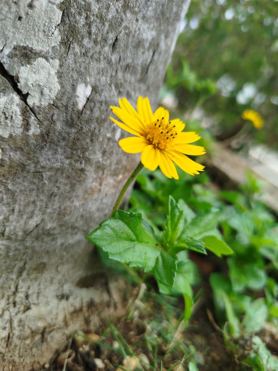 ShadowsOfGreys's tweet photo. Podrán bloquearnos y cortar todas las flores, como dijera Neruda, pero no podrán detener la primavera 🌻🇨🇺

#DíaMundialDelMedioAmbiente 🌎🌿🌼 https://t.co/IZzQCavDjE