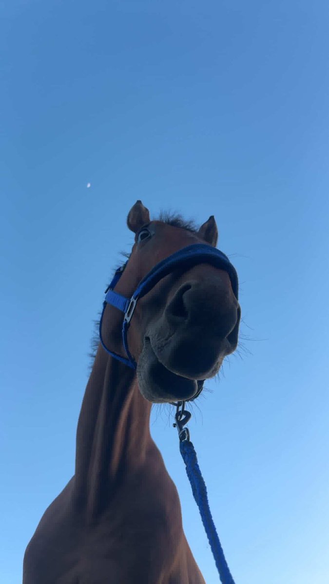 Hanan888_'s tweet photo. 💕🎀☀️🐎☕️🎂 https://t.co/nK849XF1vS