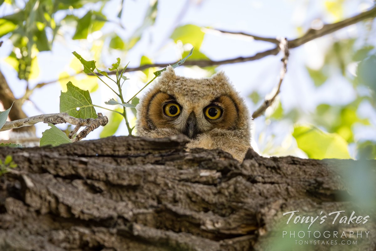 TonysTakes's tweet photo. Little owl, big eyes. Check out this cutie! It is one of three great horned owl owlets at my local nest. Clearly it was well aware that I was there on this day. ;-) 

#owl #greathornedowl #owlet #birding #wildlife #wildlifephotography #Colorado https://t.co/5e4qNmHM5C