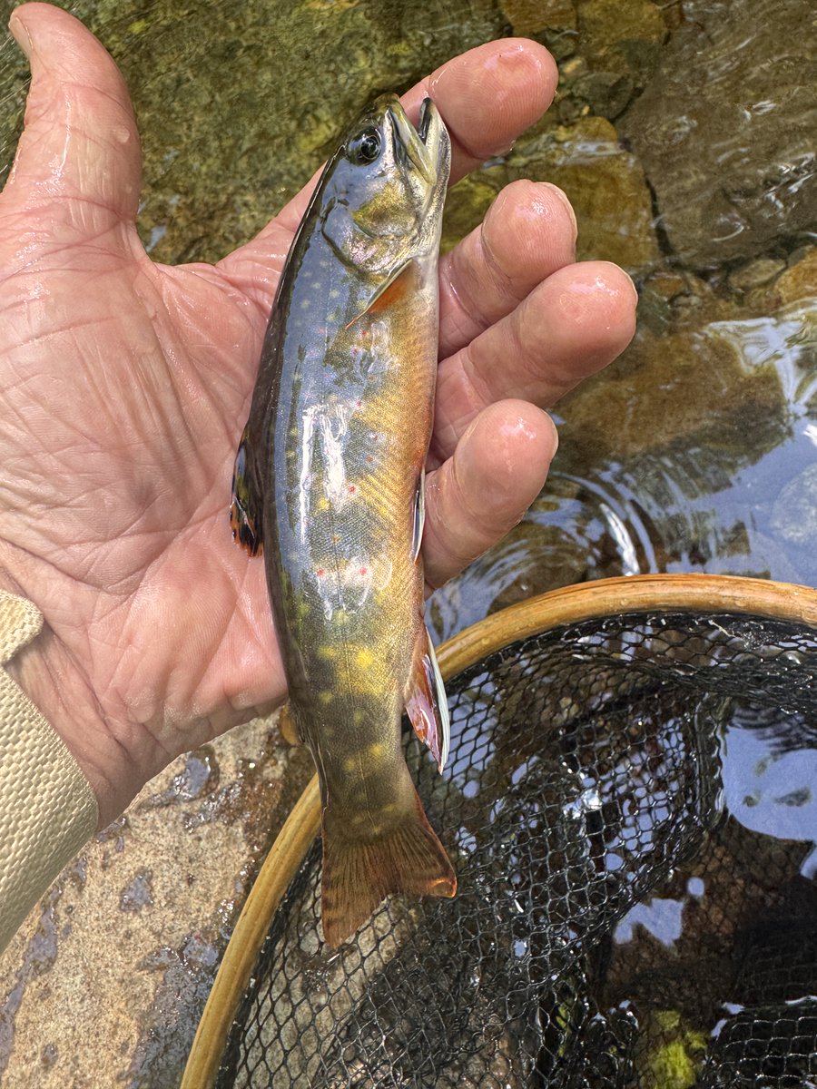 markluck's tweet photo. "Hunting" these tiny natives in Western NC and VA is quite a challenge when the water is low and drought is on. Quite a treat to catch a few on the dry fly yesterday deep in the woods. They generally thrive only in remote, 3500'+ elevation, beautiful mountain creeks. https://t.co/aNtE9XwlOA
