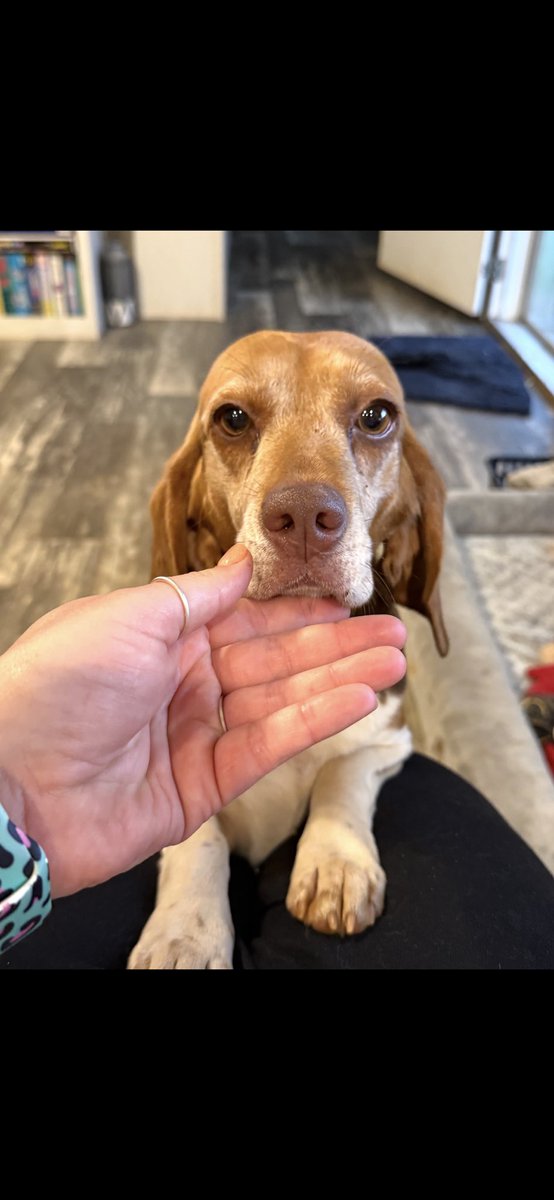 LolaPatolla's tweet photo. It’s $5 Friday!
We also saved Lila 🥹♥️.
After receiving a text from a transporter in GA with this picture, how could we not?
Lila needs spay, a small mass removed &amp; a dental.
She is the sweetest girl.
If you’d like to help, we thank you! 🤍
https://t.co/E3RohOMmwo https://t.co/vv3gR7EKRv