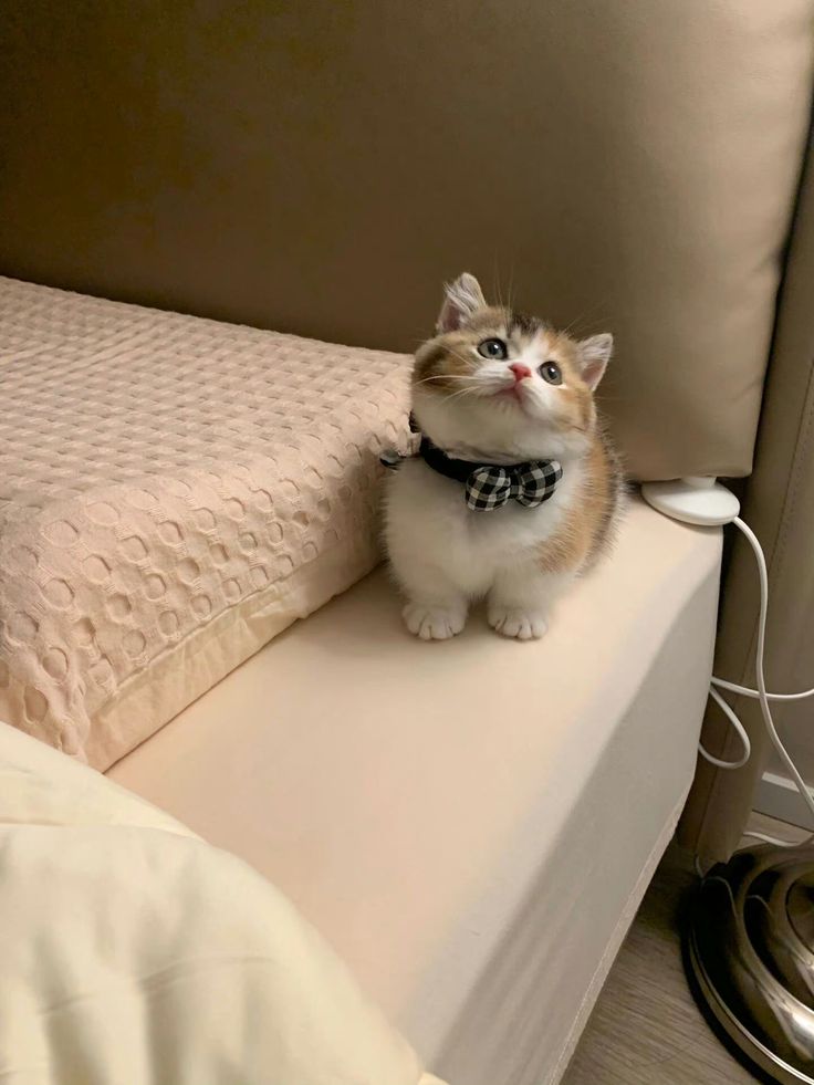 nekocatts's tweet photo. So precious 🥰 https://t.co/WY6tqLm9Em