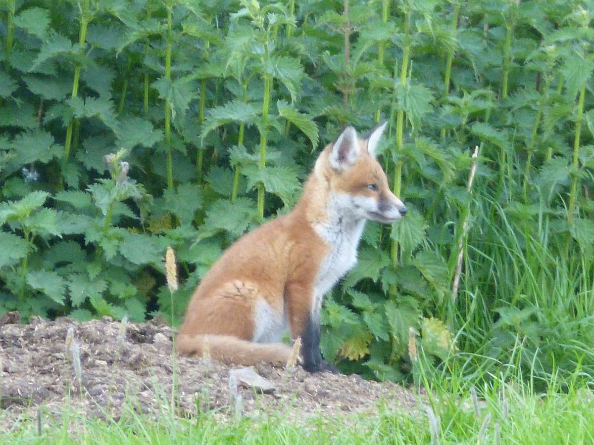 PROT_DISEWORTH's tweet photo. Please sign and share.  We are fighting for this nature on our doorstep. We are also fighting to change planning rules for everyone.  @NatForestCo
@natalieben @NaturalEngland @NatGeoPhotos @CHinchliffMP @JournoJess_ @greenarteries @CommonsHCLG 
https://t.co/4YHZ9hTGEE https://t.co/IPL041xdvw