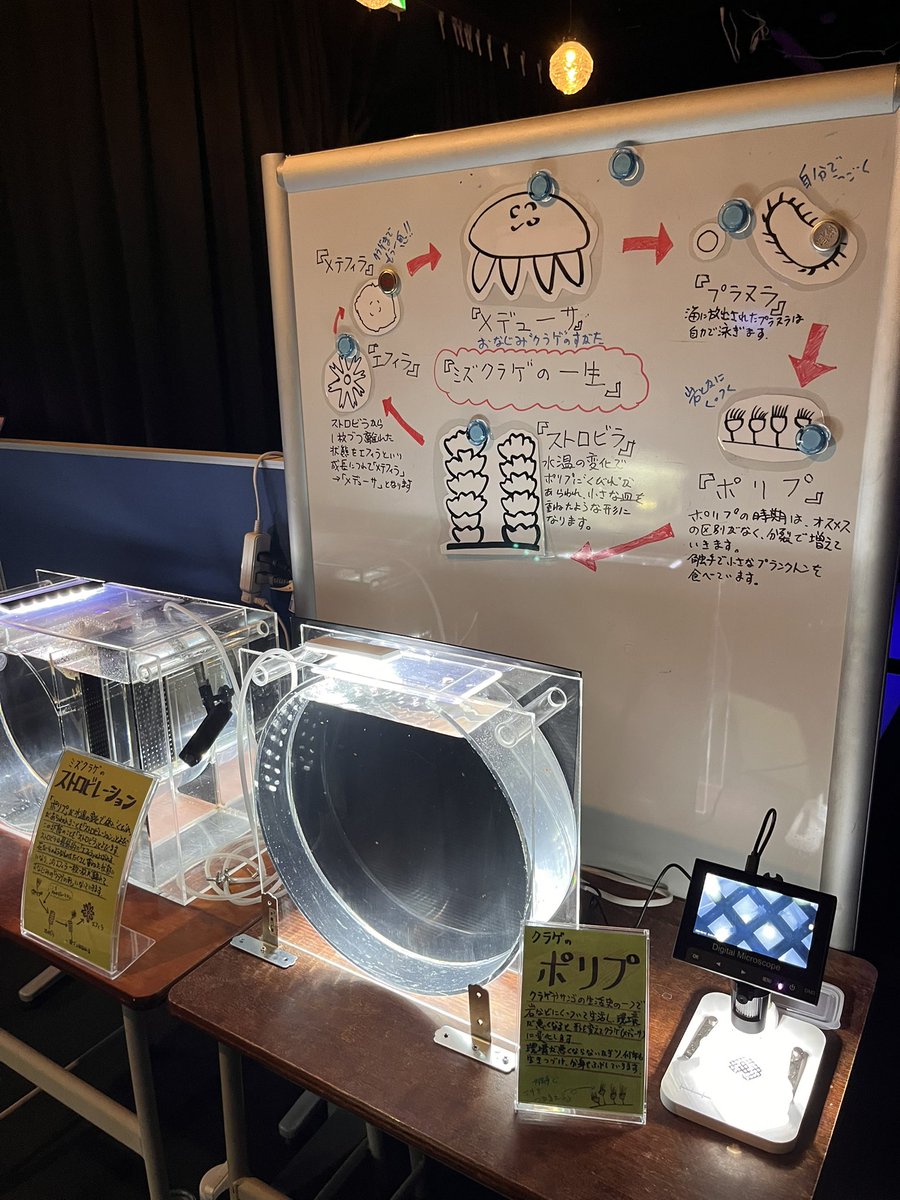 mnm_krg's tweet photo. くにみクラゲ公民館🪼
ずっと行きたくて昨日出張ついでに行ってきた！めちゃくちゃよかった！そして貸切だった🥳
ちょくちょくクラゲちゃんたち載せていきます！

#くにみクラゲ公民館
#クラゲ https://t.co/hMFLTpSwZE